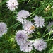 Bee on the Chives by selkie