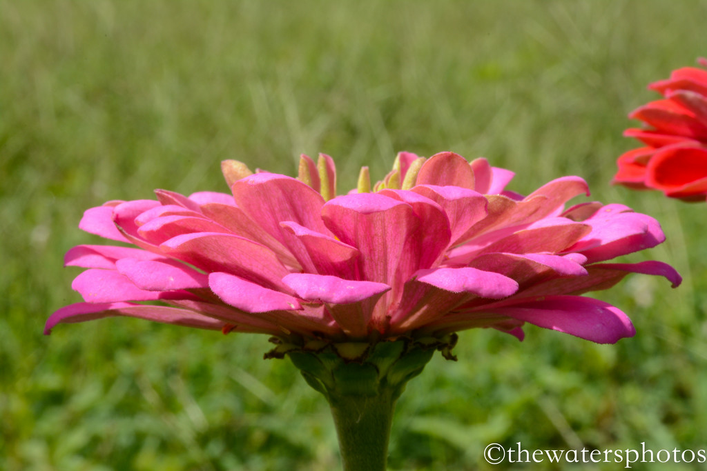 Favorite zinnia by thewatersphotos