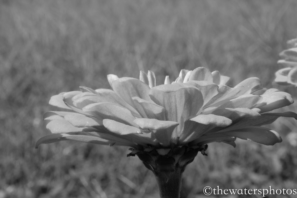 Zinnia in B&W by thewatersphotos