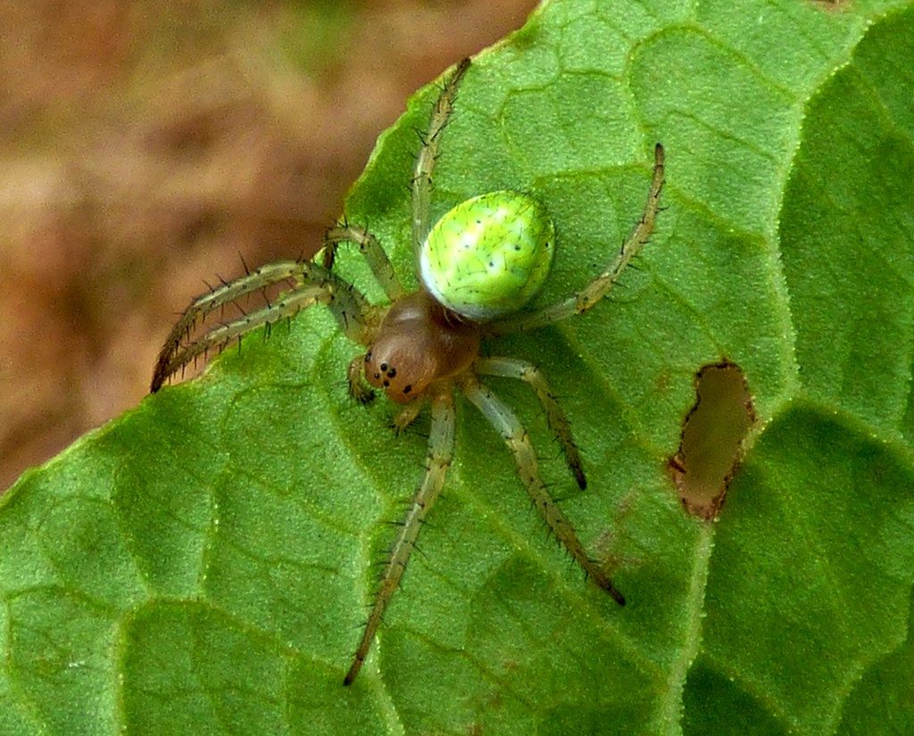 Green Orb Spider - Araniella cucurbitina by julienne1
