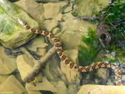 19th May 2015 - Northern Water Snake