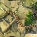 Northern Water Snake by rhoing