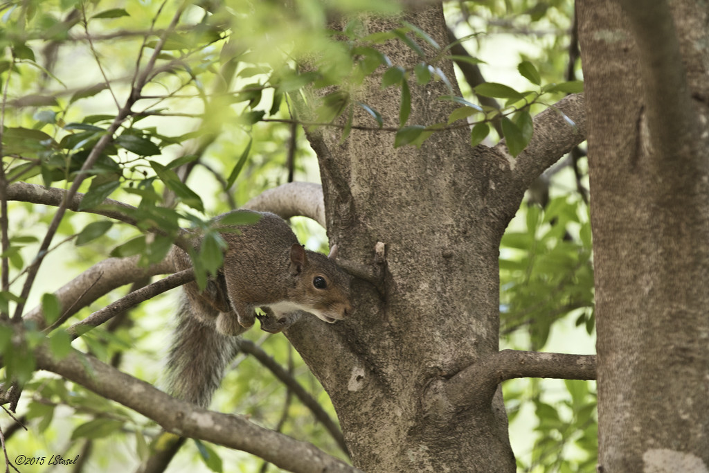 Balancing Act by lstasel