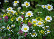 13th Jun 2015 - Daisies and Clovers 