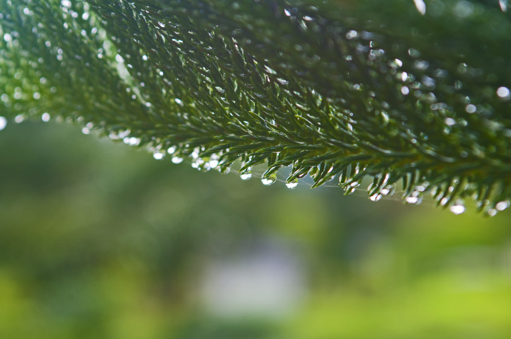 Rain on Palm leaves by ianjb21