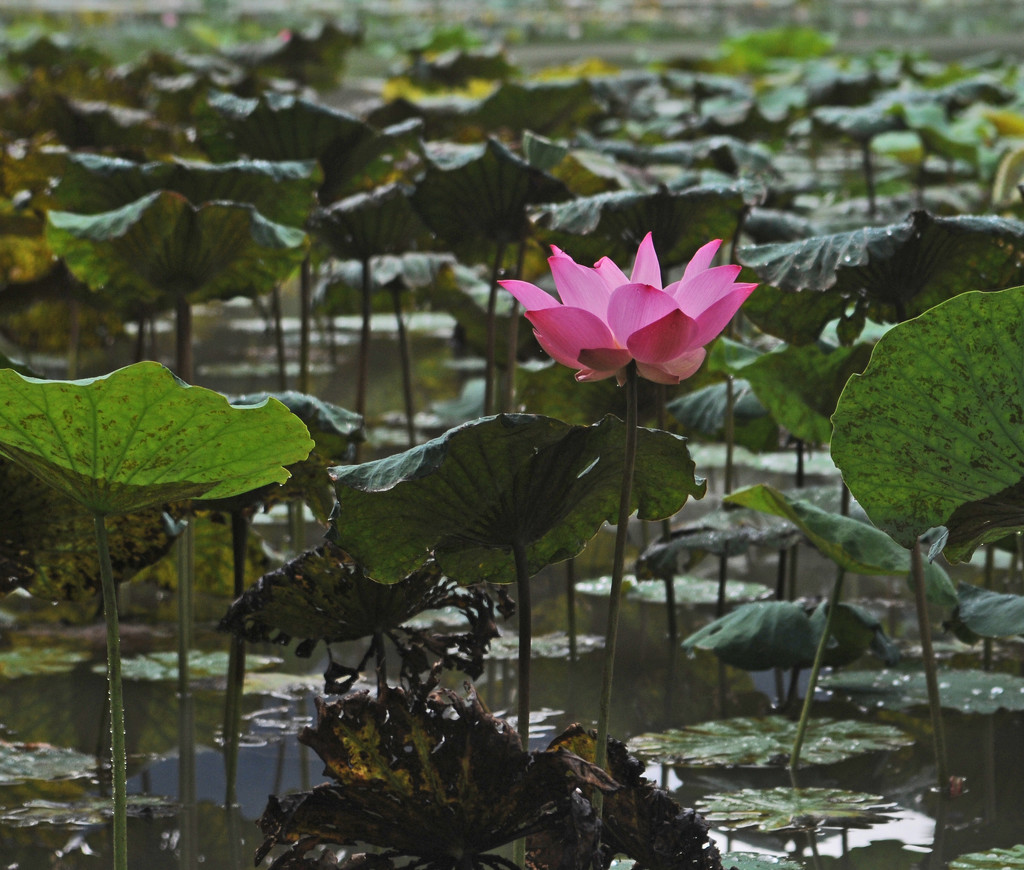 Lotus Flower Taiping by ianjb21