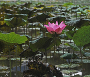 26th May 2015 - Lotus Flower Taiping