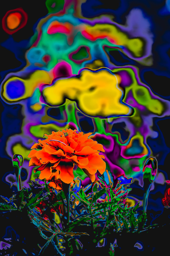 marigold trippin' by jackies365