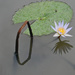 Lone water lily by ianjb21