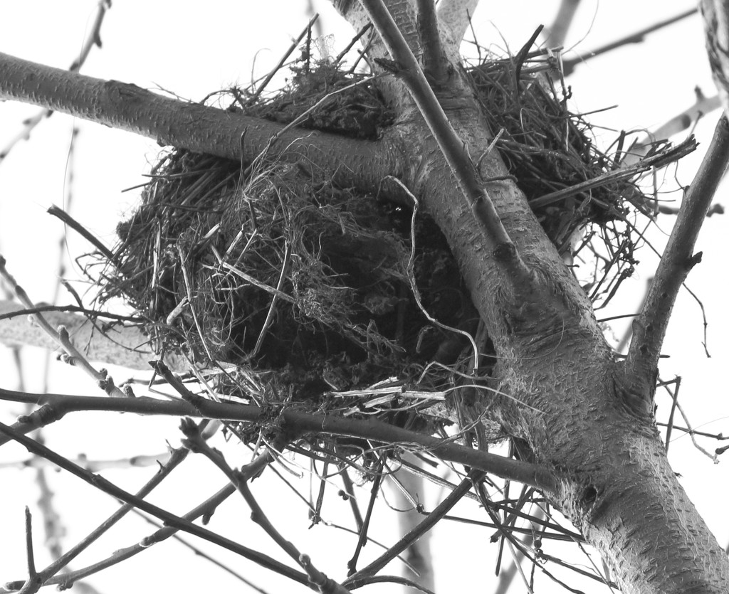 Empty nest, naked tree. by kiwinanna