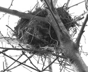 11th Jun 2015 - Empty nest, naked tree.