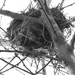 Empty nest, naked tree. by kiwinanna