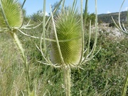 15th Jun 2015 - Thistle