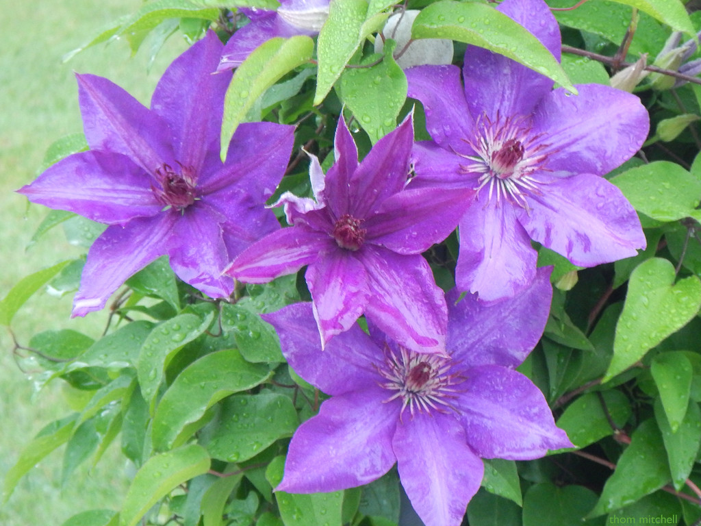 Clematis (I think) by rhoing