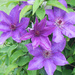 Clematis (I think) by rhoing
