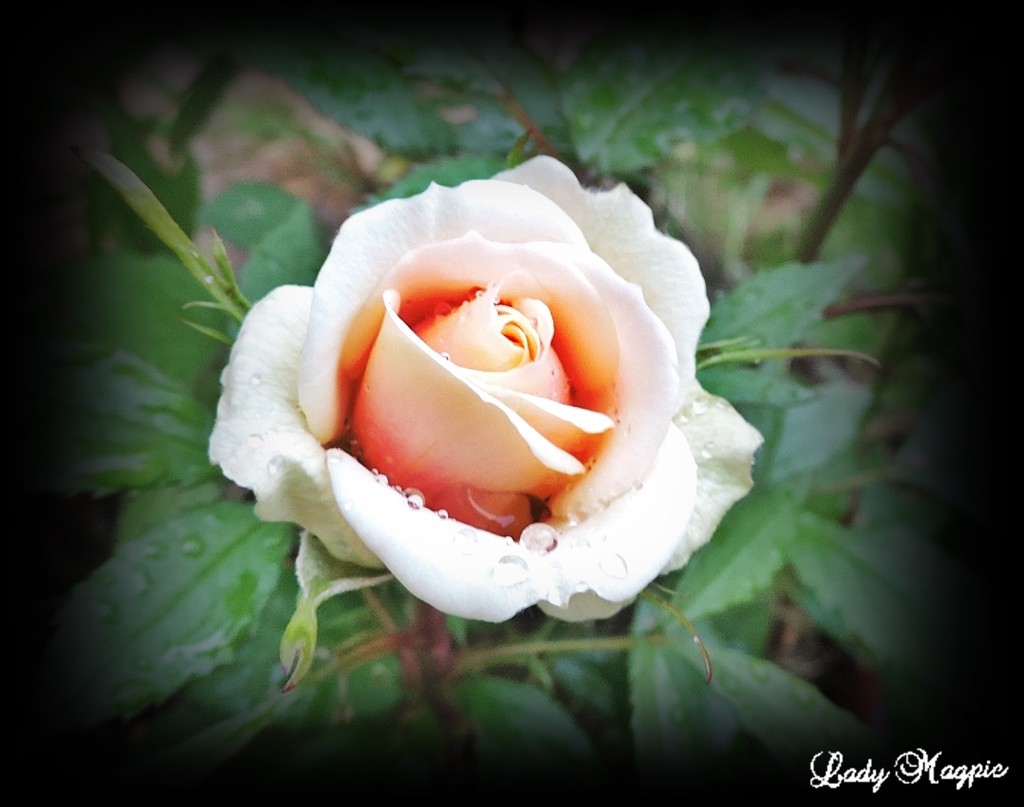 Raindrops on Roses by ladymagpie