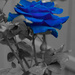 (Day 120) - The Elusive Blue Rose by cjphoto