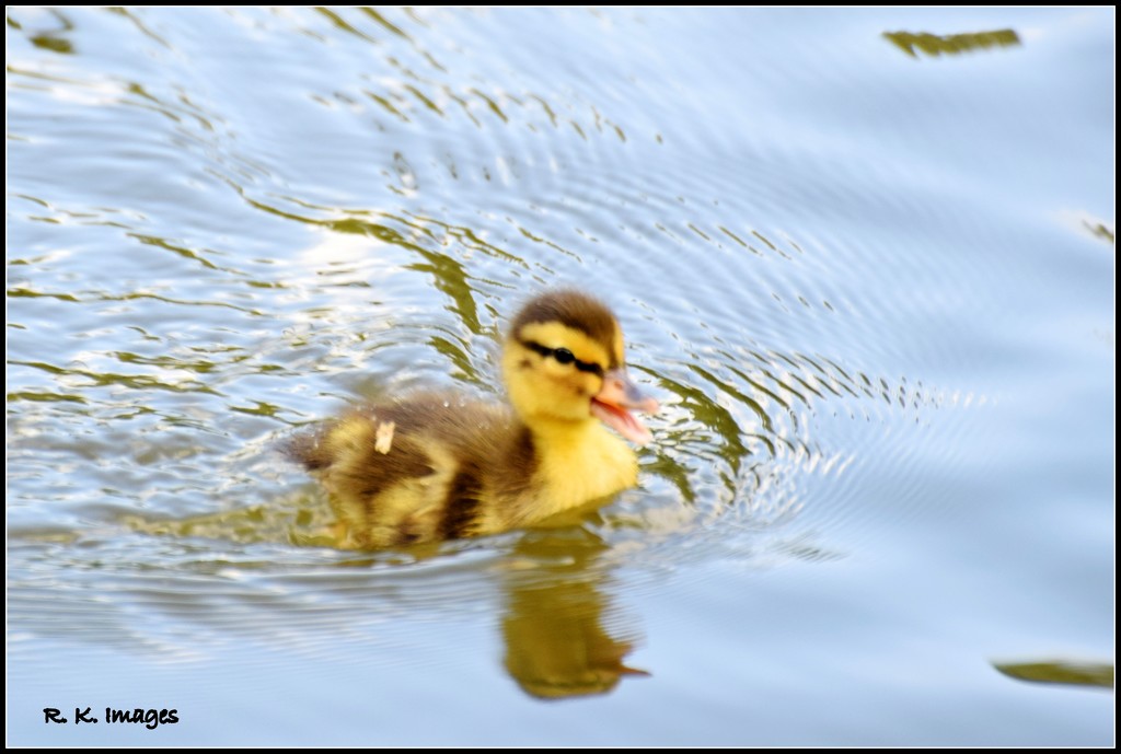 Happy Duckling by rosiekind