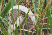 14th Jun 2015 - Mushroom cap