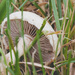 Mushroom cap by tracymeurs