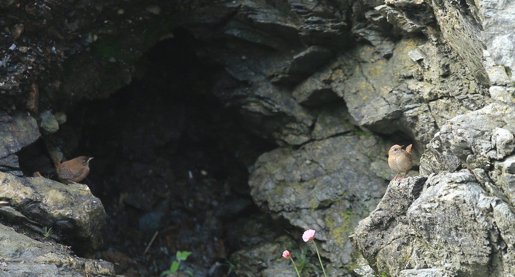 Shetland Wrens by lifeat60degrees