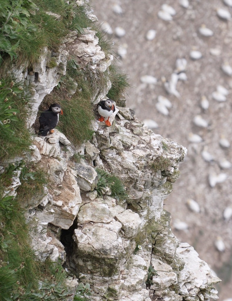 Puffins by bella_ss