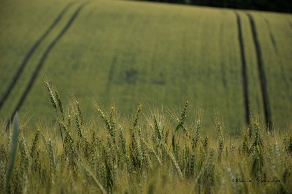 Wheat field by parisouailleurs