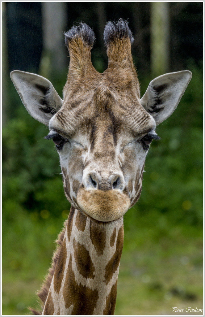 Giraffe by pcoulson