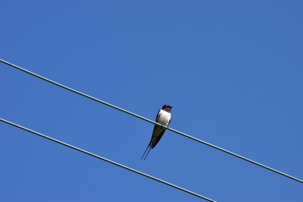 bird on a wire by christophercox