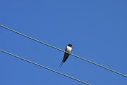 14th Jun 2015 - bird on a wire