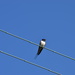 bird on a wire by christophercox