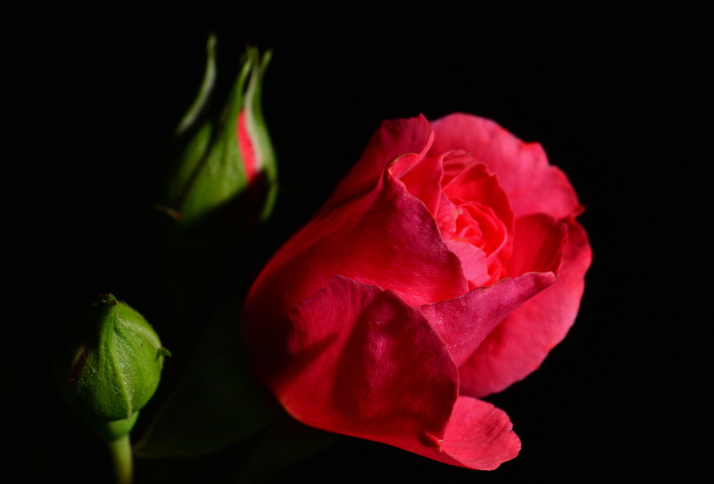 Red Red Rose by jayberg