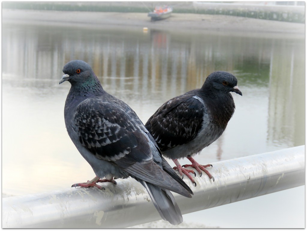 pigeon pair by cruiser
