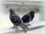 14th Jun 2015 - pigeon pair