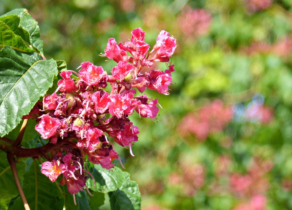 Horsechestnut  by beryl