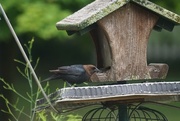 14th Jun 2015 - brown-headed cowbird