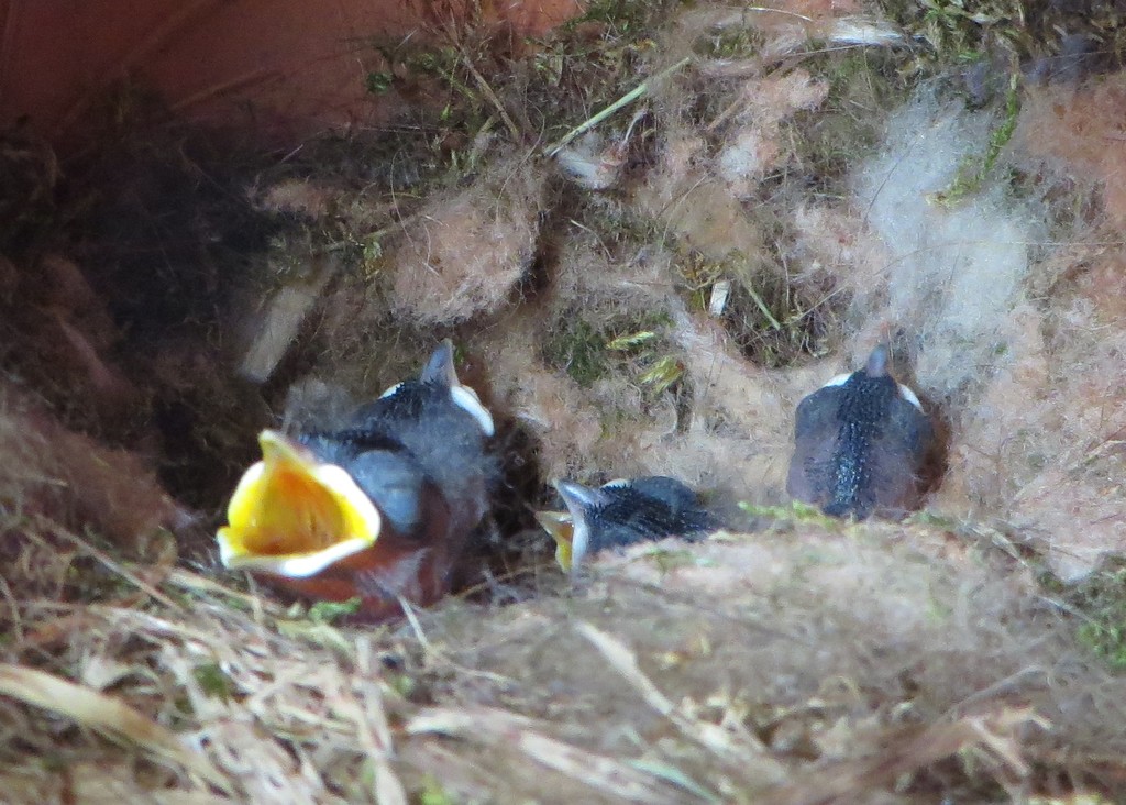 First Shots of Chickadee Babies by rob257
