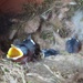 First Shots of Chickadee Babies by rob257
