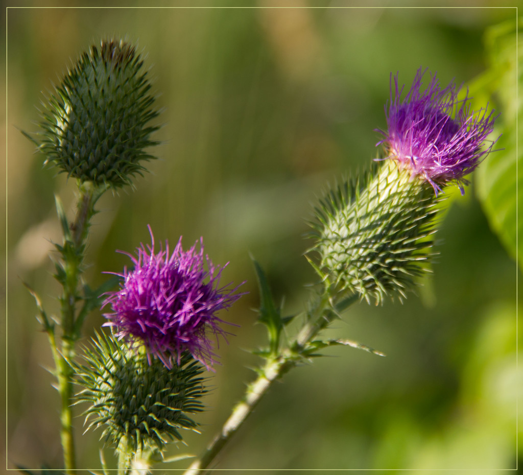 Thistles by randystreat