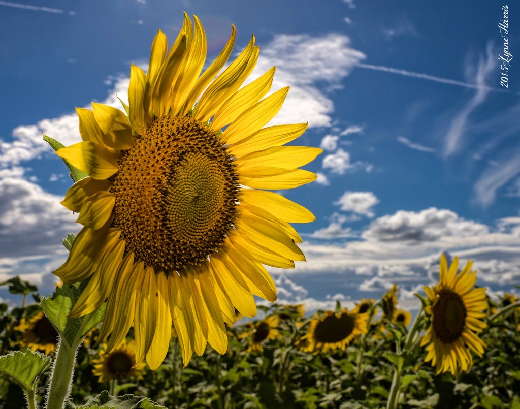 Field of Sunflowers by lynne5477
