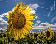 15th Jun 2015 - Field of Sunflowers