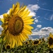 Field of Sunflowers by lynne5477