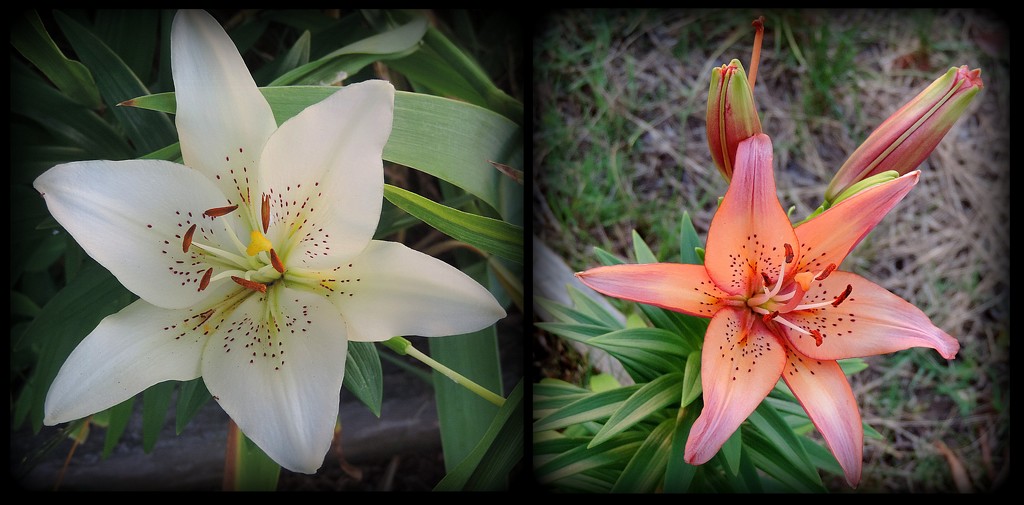 More lilies by homeschoolmom