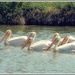 One dozen pelicans by madamelucy