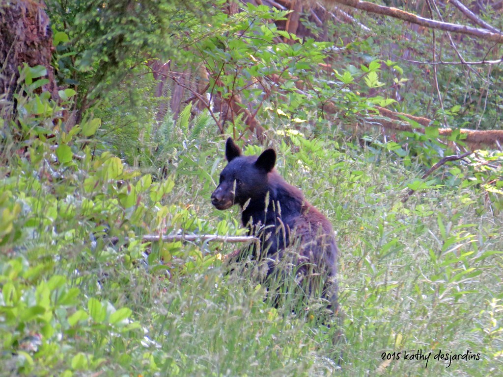 Young bear by kathyo