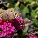 A Beautiful Buckeye Butterfly Visiting our Garden Today by markandlinda