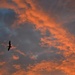 Sunset and pelican, Charleston, SC by congaree