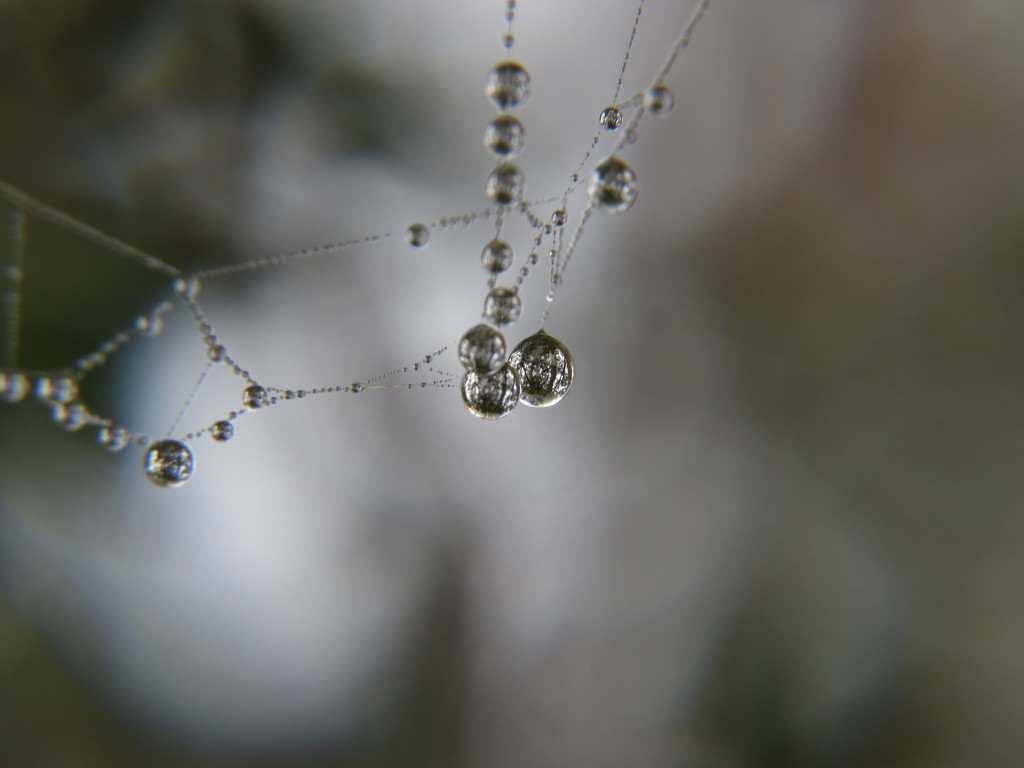 Spider droplets by alia_801
