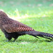 Pheasant Coucal by terryliv