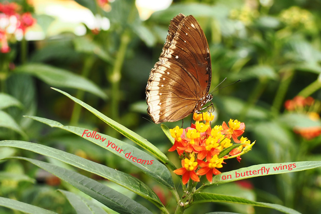 Follow Your Dreams On Butterfly Wings.... by bizziebeeme